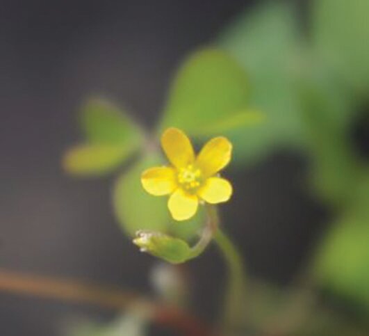 Oxalis stricta flower. [Photo by Annette Chandler/ UF/IFAS]